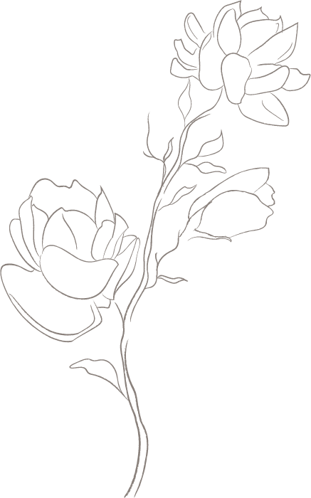 jasmine-flowers-white-6.png